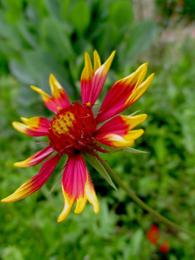 Photograph of a red and yellow flower in full bloom against a background of green grass