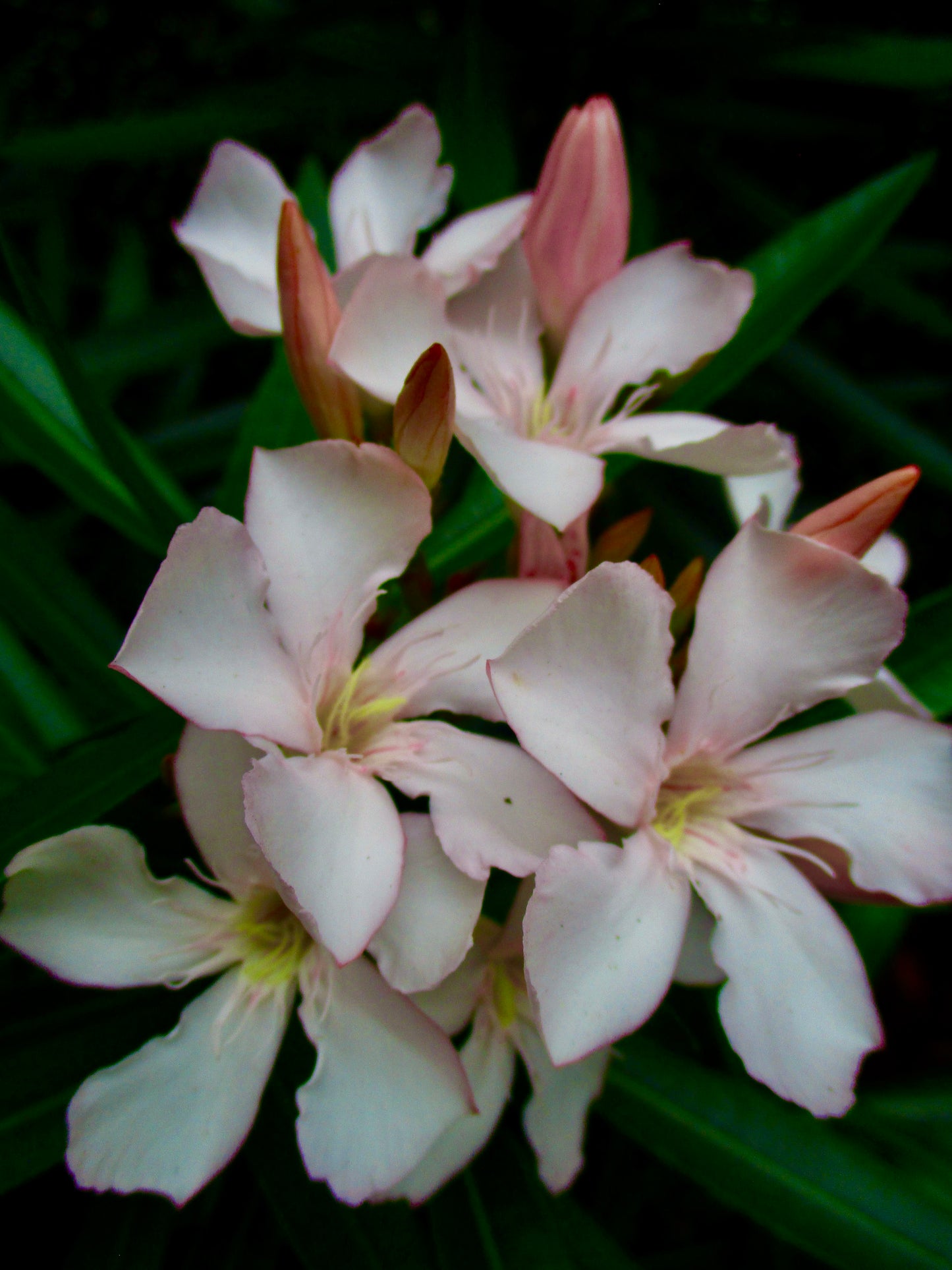photograph of pinkish white flowers against a black background