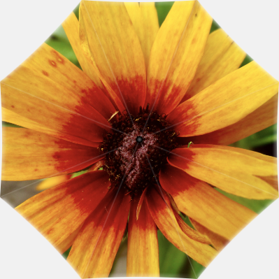 This is an umbrella with a photo of a yellow flower with a red center