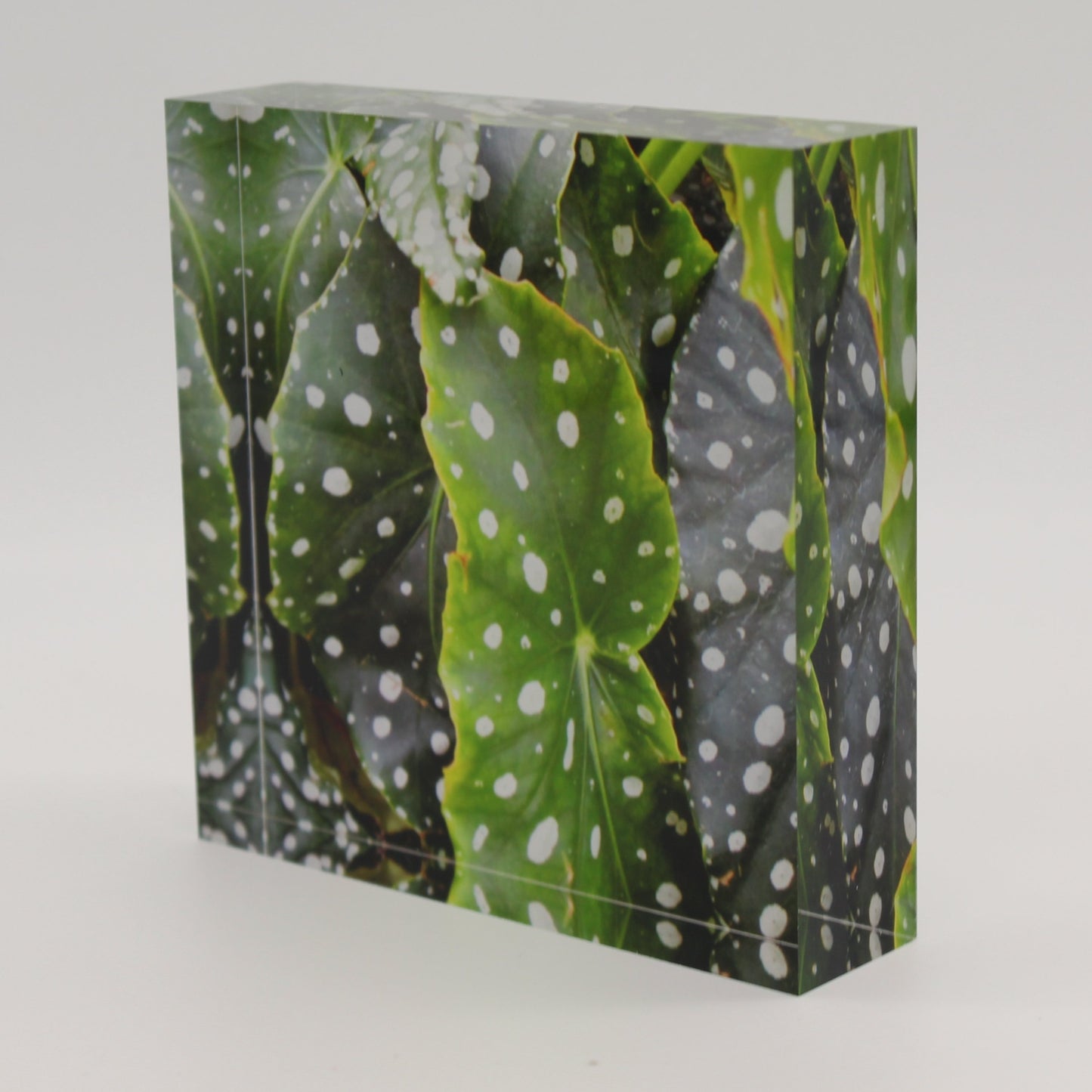 Tilted view of Acrylic block depicting water droplets on green leaves