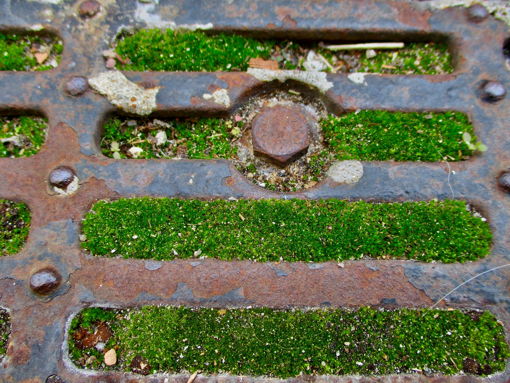 photo of metal grate and moss