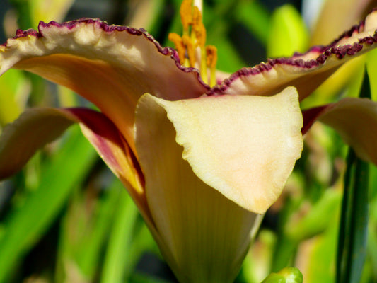 photo of flower