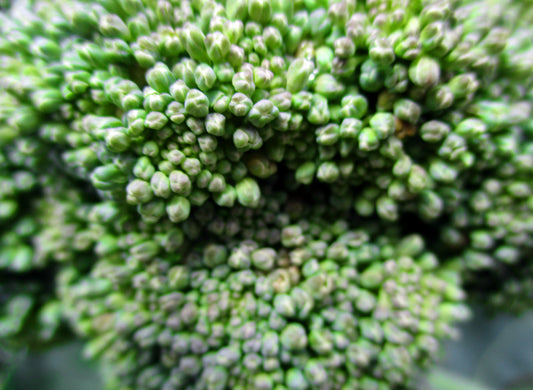 Grass Photography by Amy Davis