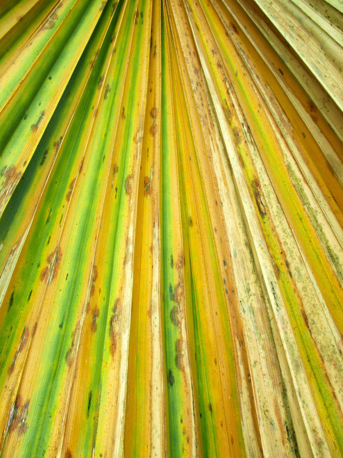 Green and White Rays Photography by Amy Davis