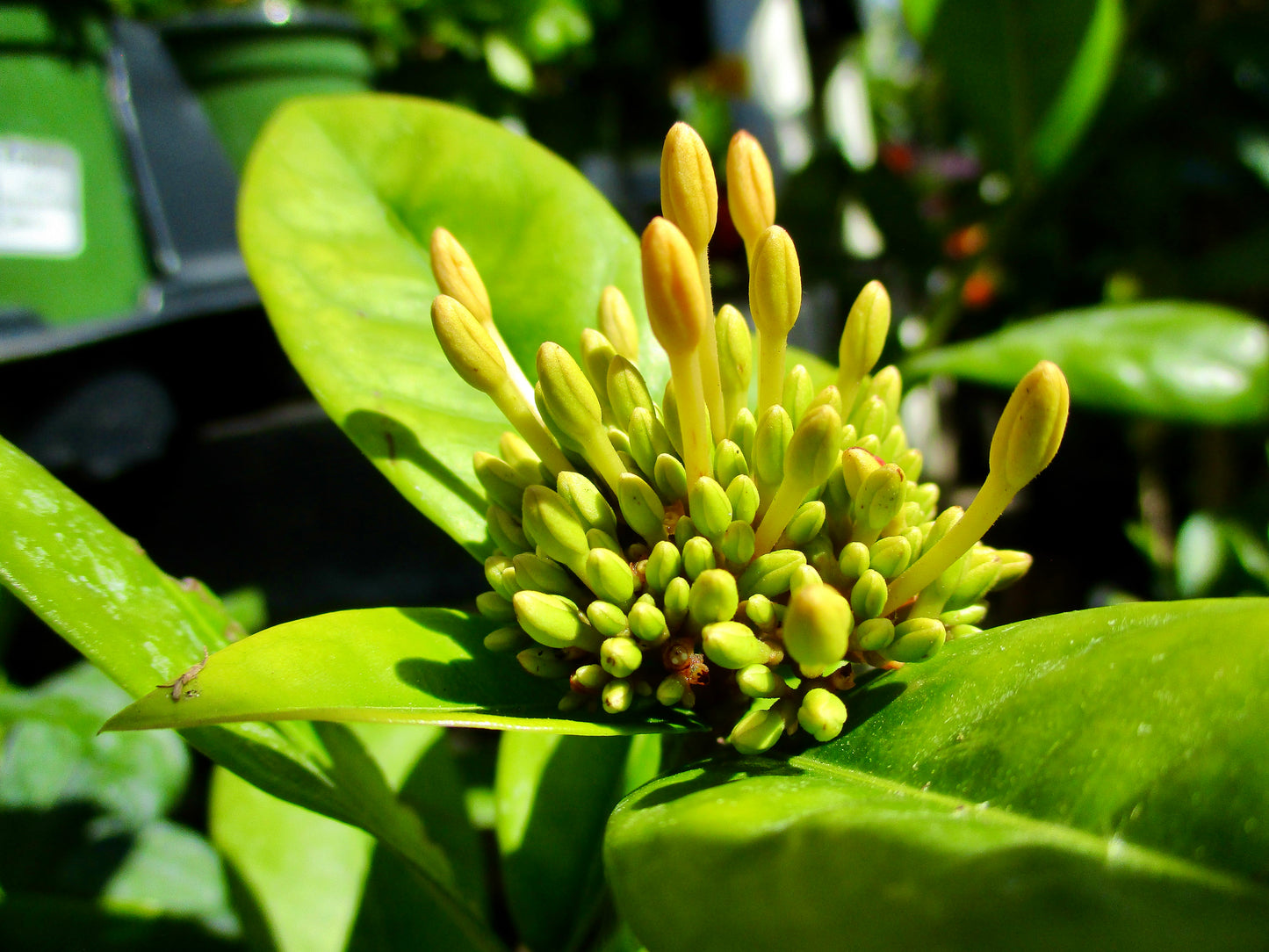 photo of flower