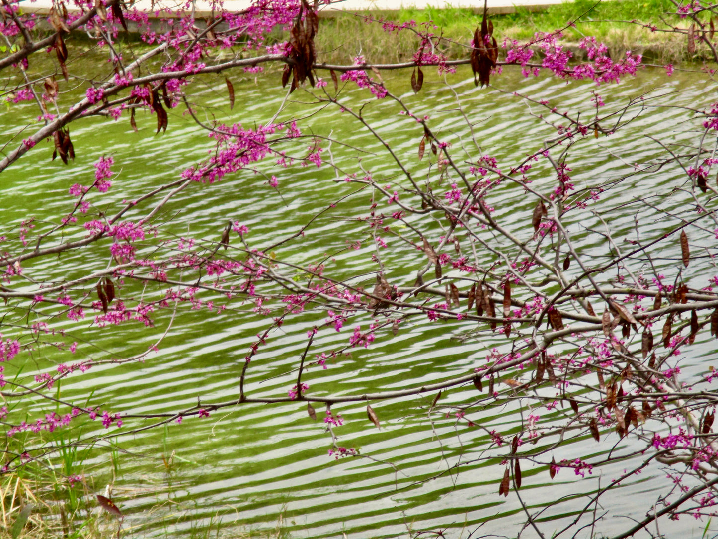 Photograph of Green Water