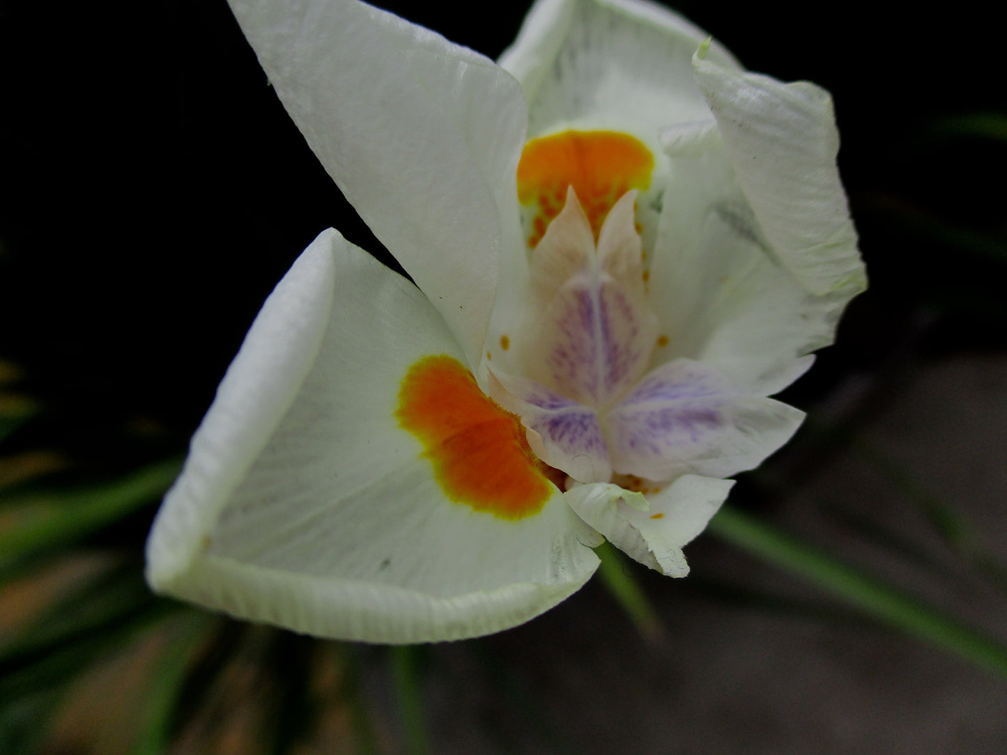 Opening Flower Photography by Amy Davis