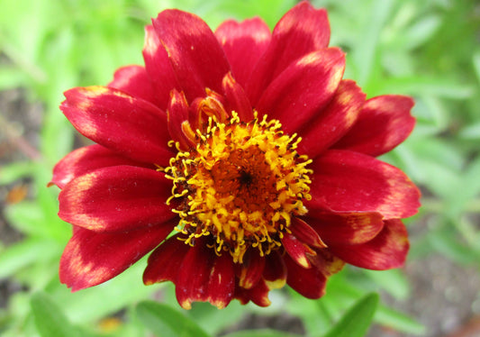 Red Flower Photography by Amy Davis