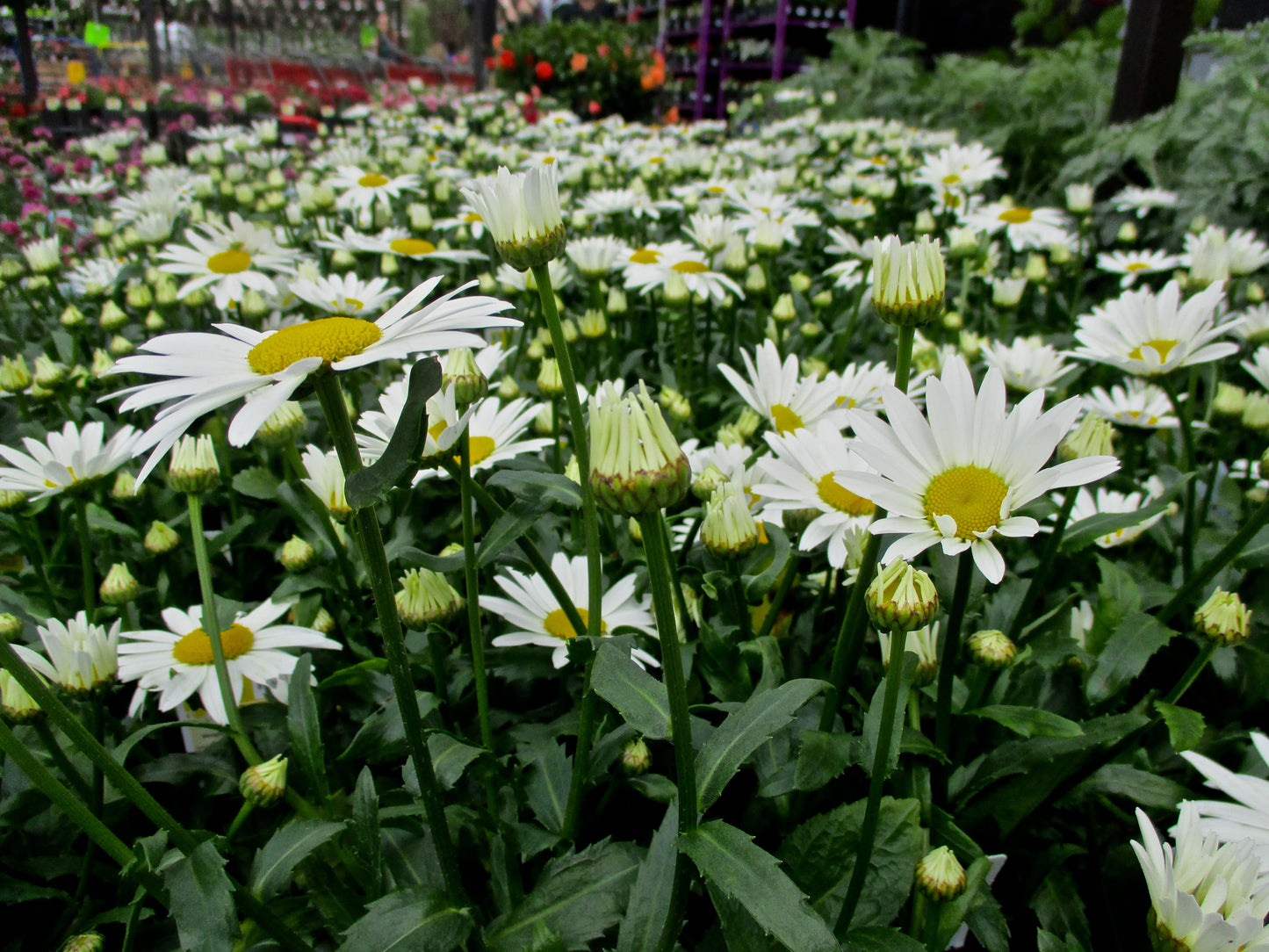 White Field of Flowers Photography by Amy Davis