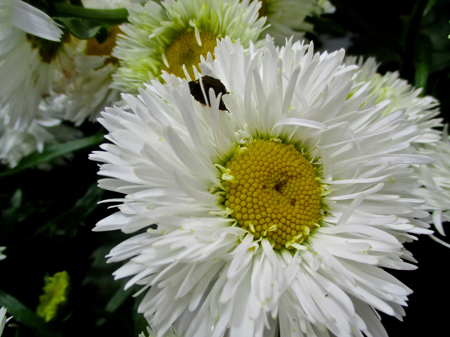White Flowers Photography by Amy Davis