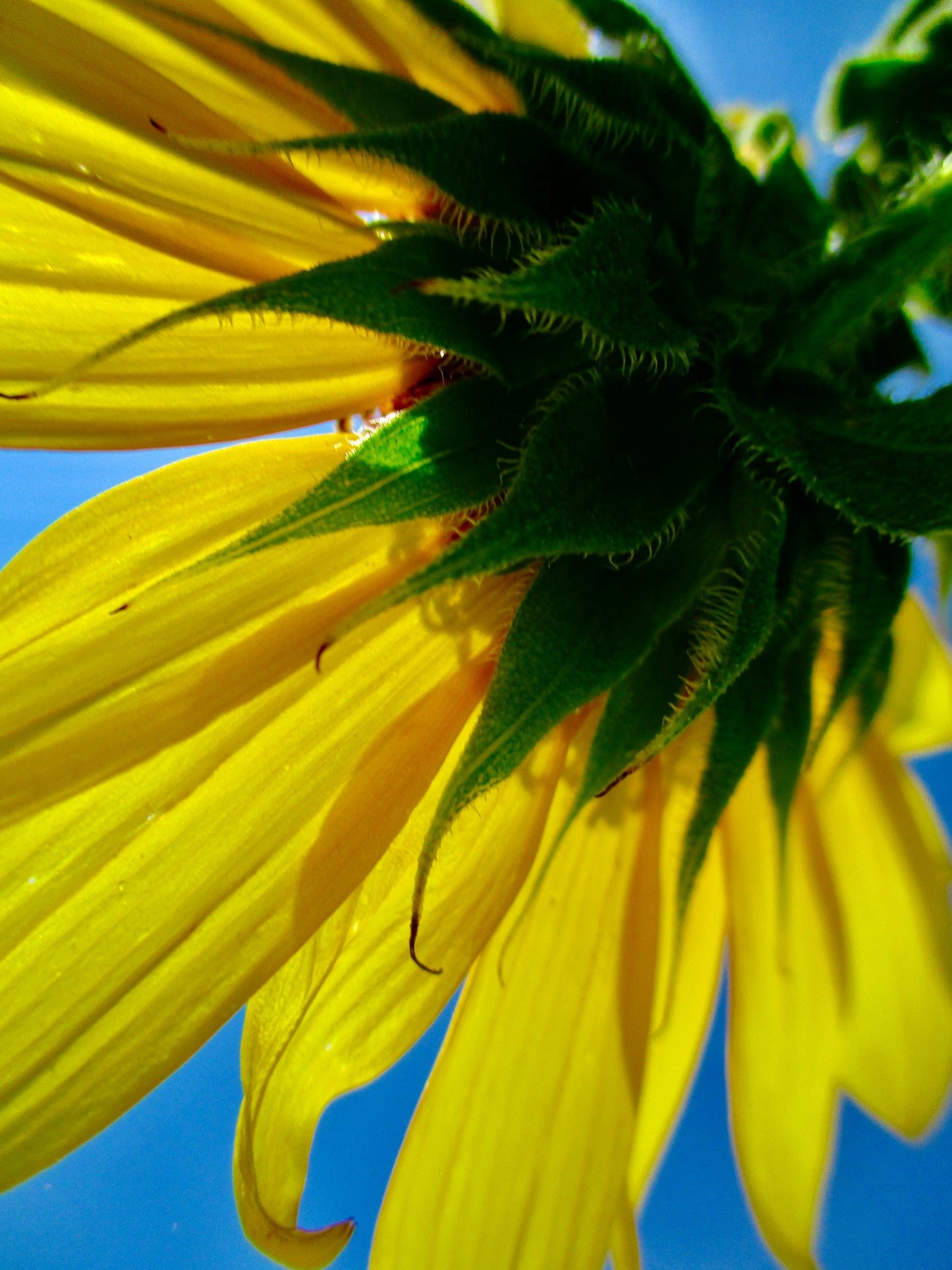 photo of flower