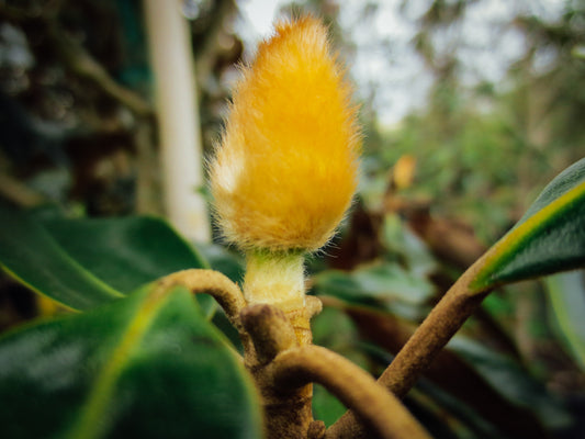 Photograph of A Flowering Plant