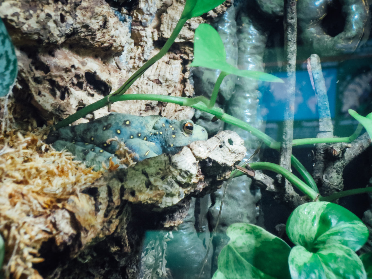 Hidden Frog