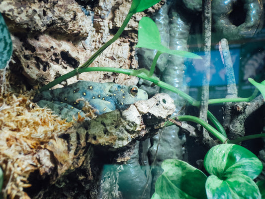 Hidden Frog