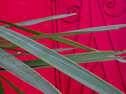 Leaves