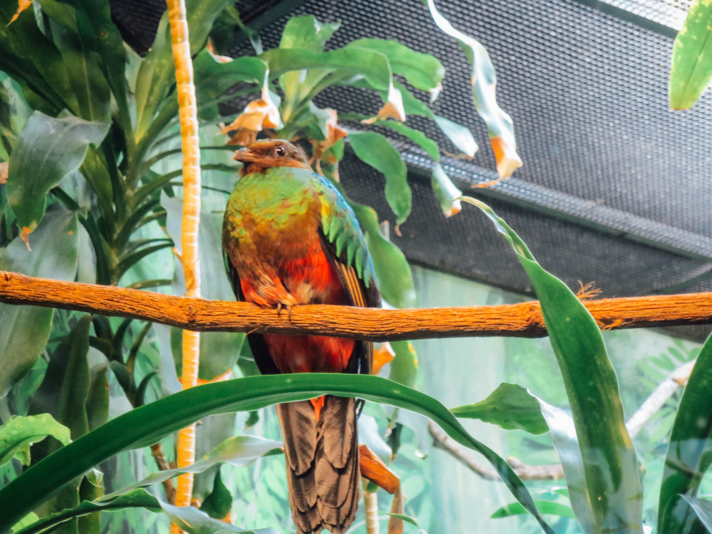Parrot