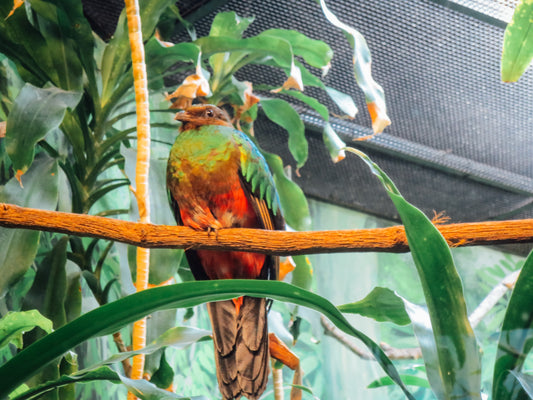 Parrot