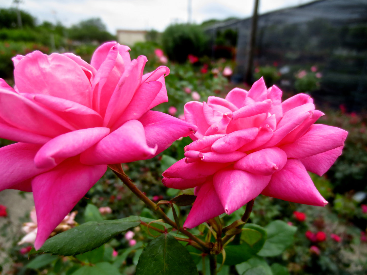 Pink Flower