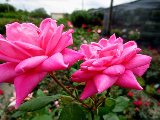 Pink Flower
