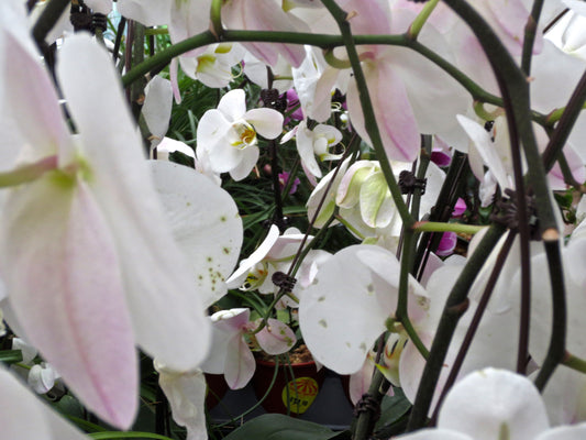 White Flower