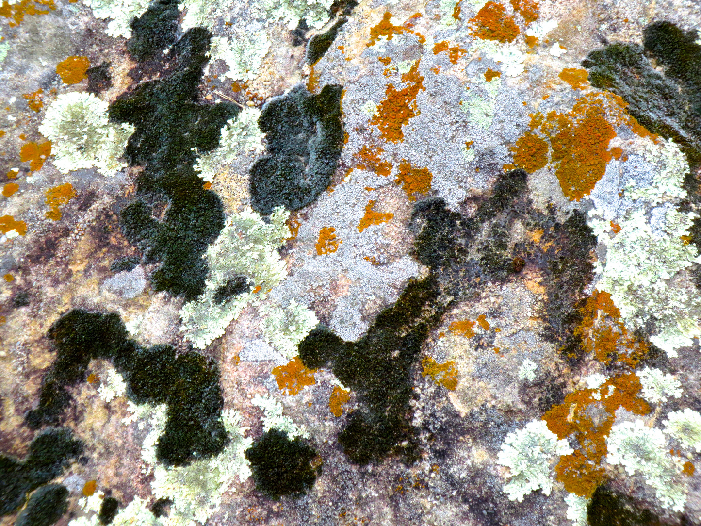 Branch