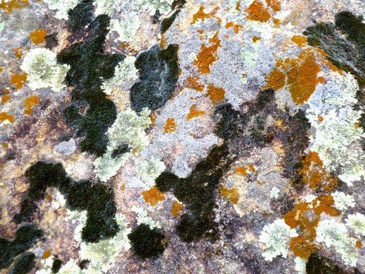 Branch