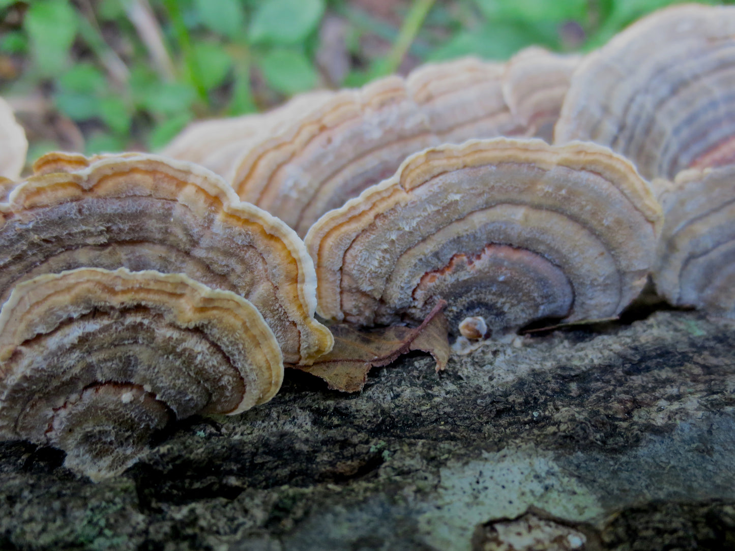 Branches of Shells