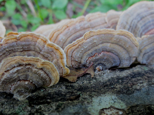Branches of Shells