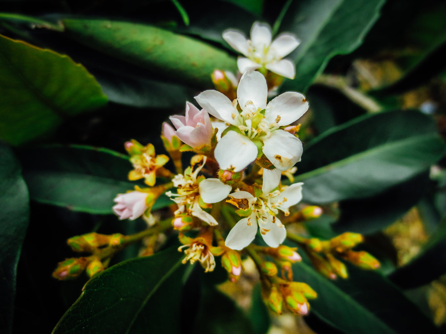 Flowering Plant