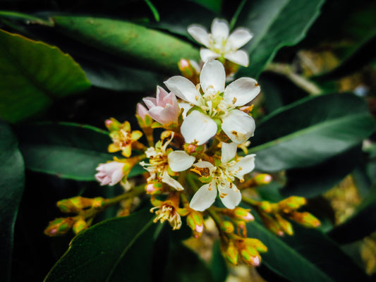 Flowering Plant