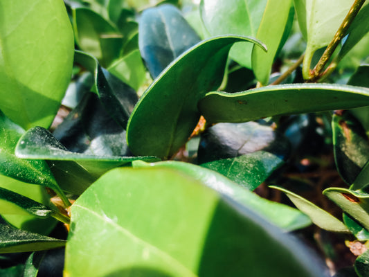 The Leaves of Plants