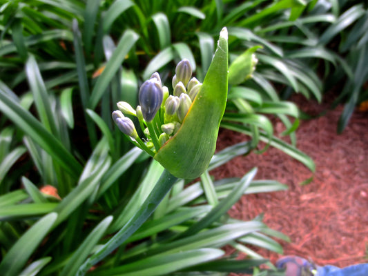 Flowering