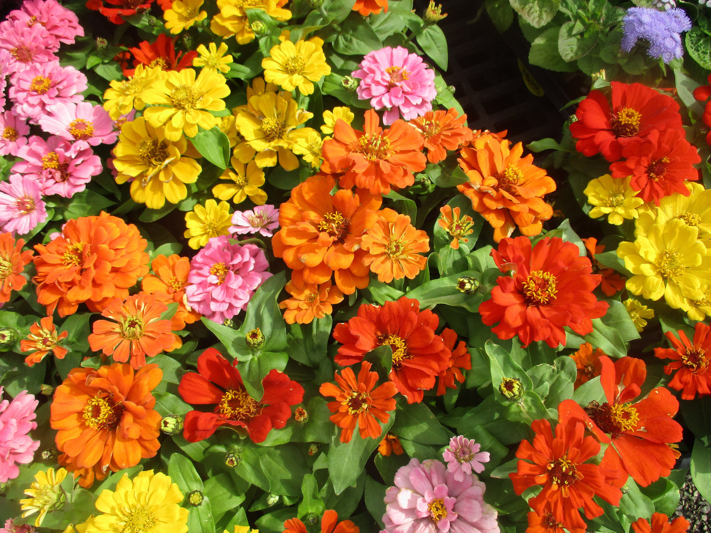 Flower Garden Photography by Becca Golub