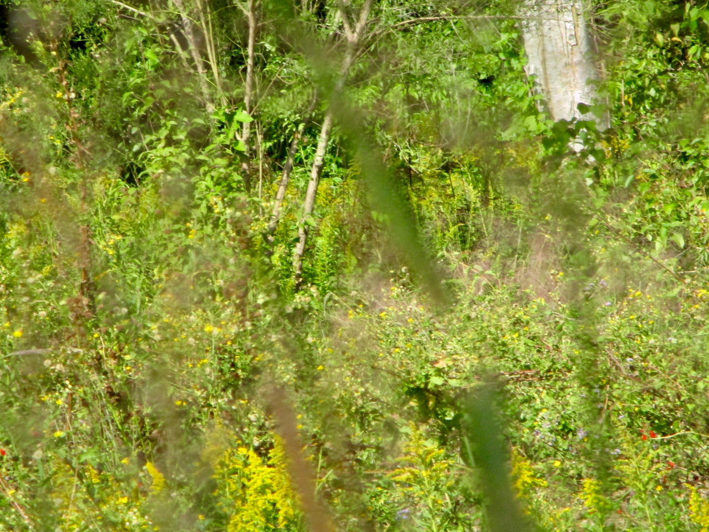 Photograph of Nature's Focus