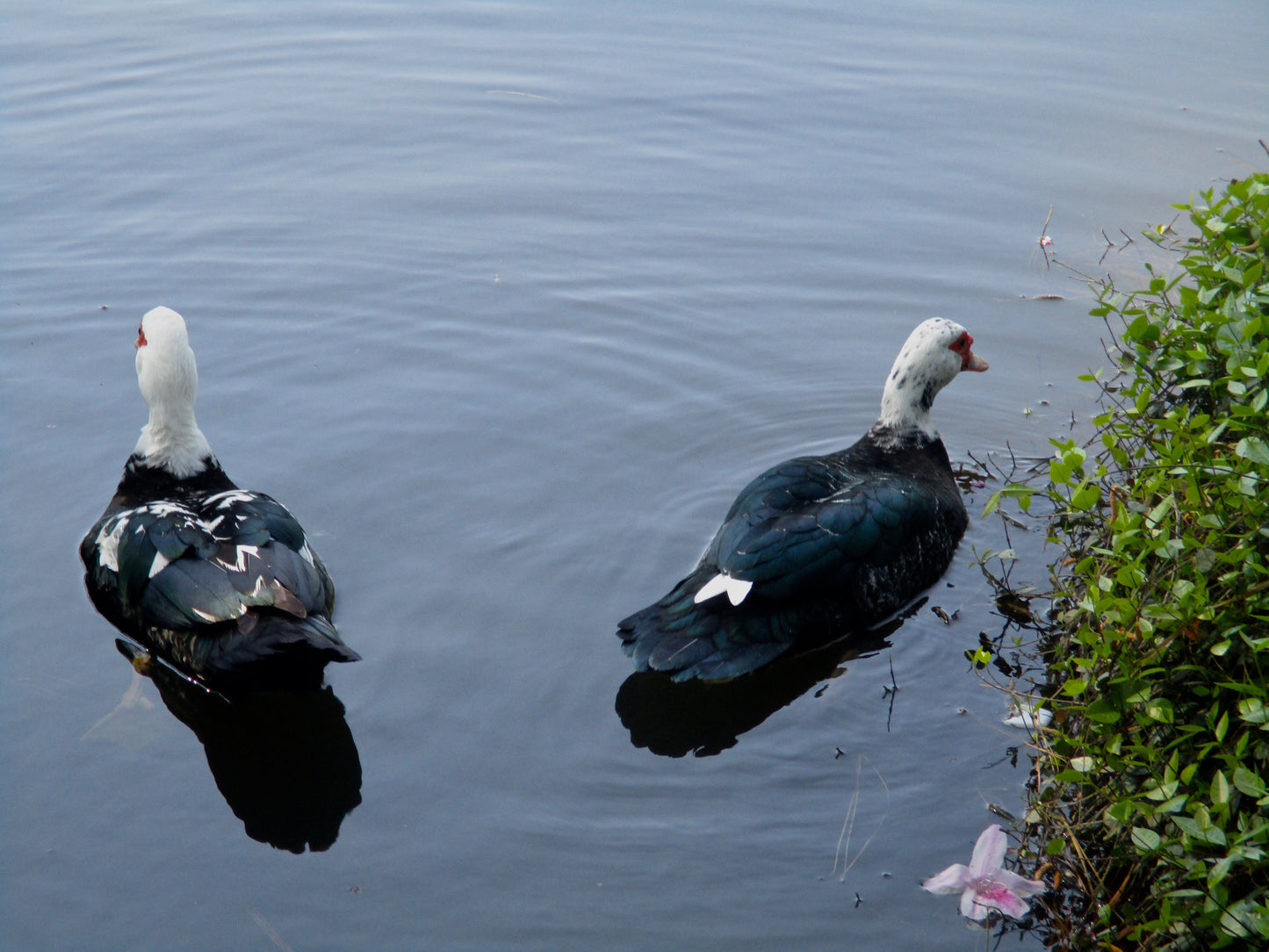 Quackers Photography by Becca Golub