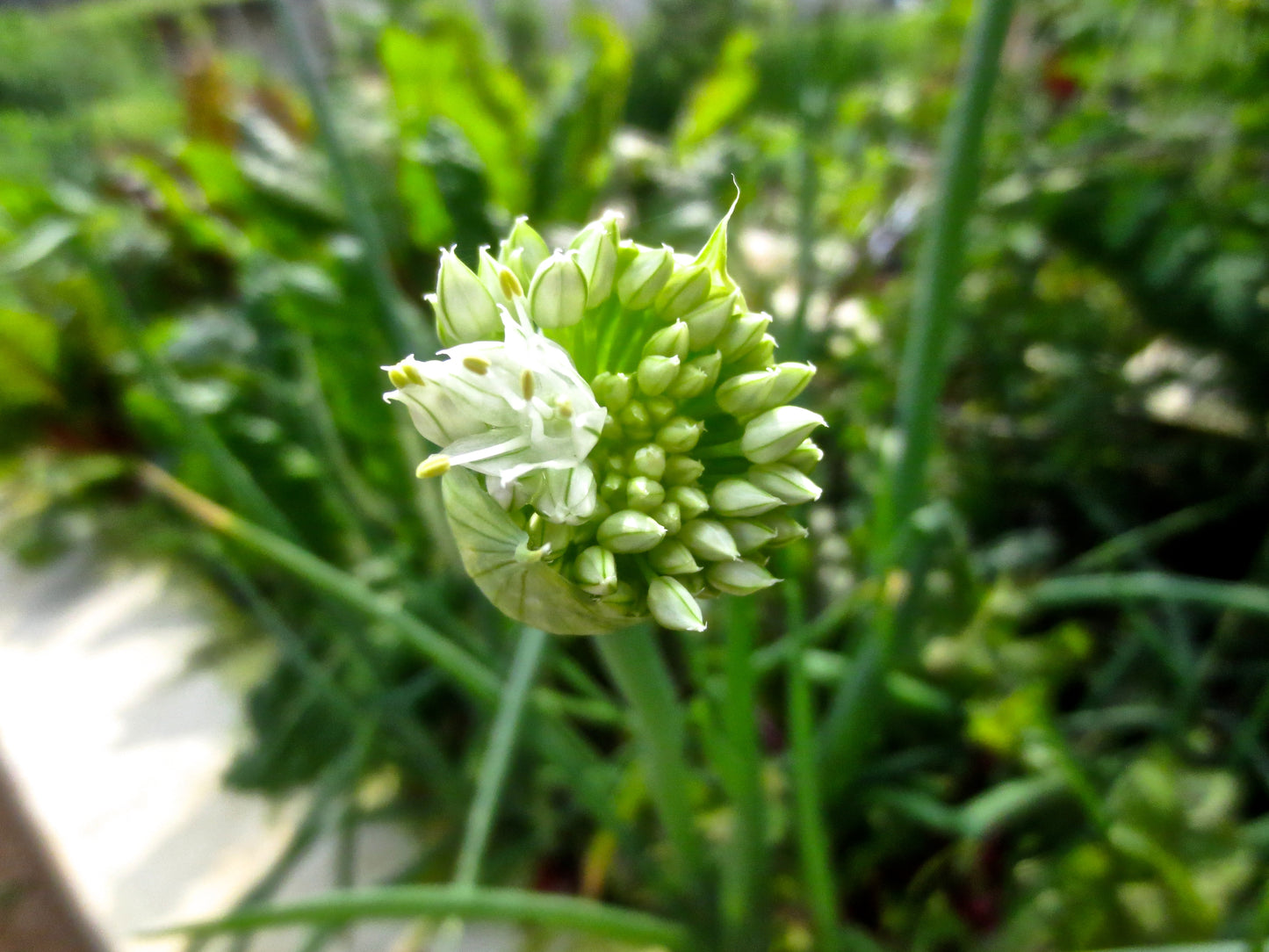 Blooming