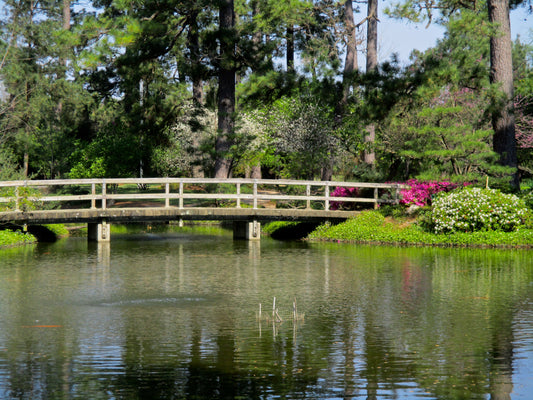 A Peaceful Walkway Photography by Ellen Reichenthal