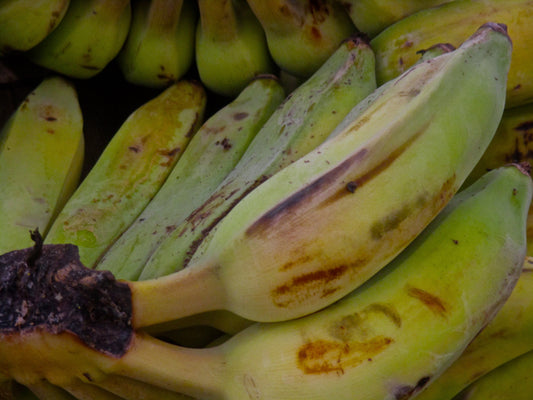 Bananas Photography by Ellen Reichenthal