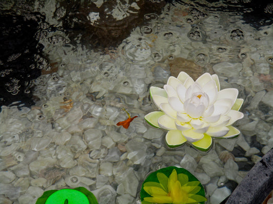 Flower Arrangements Photography by Ellen Reichenthal
