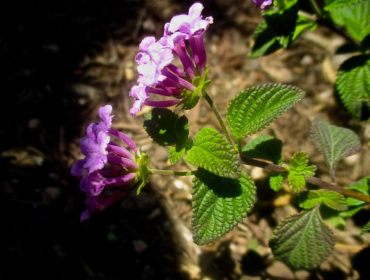 Flowers Traveling Back and Forth in the Wind Photography by Ellen Reichenthal