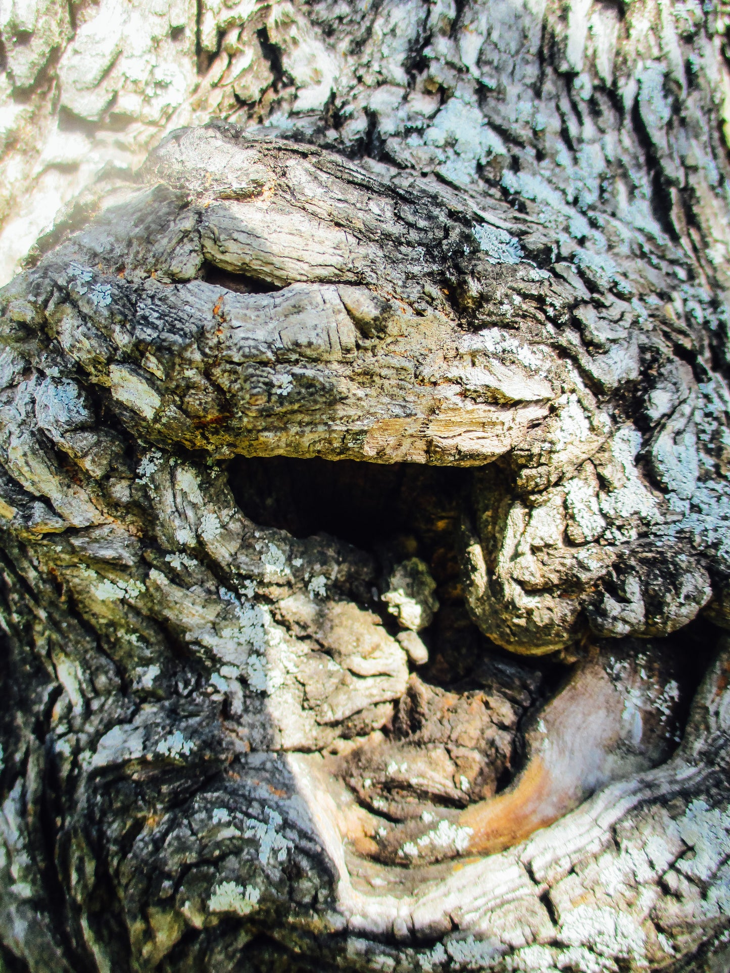 Hole in the Tree Photography by Ellen Reichenthal