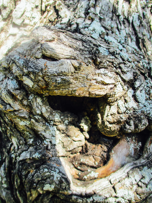 Hole in the Tree Photography by Ellen Reichenthal
