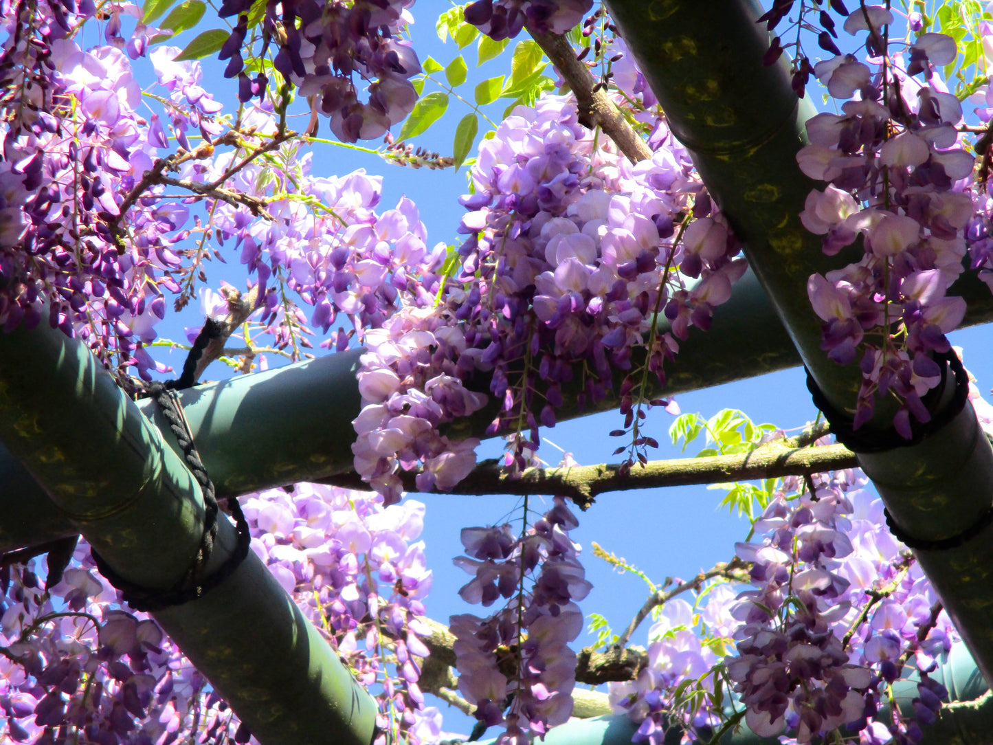 Purple Flowers Photography by Ellen Reichenthal