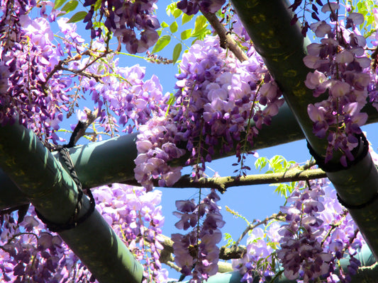 Purple Flowers Photography by Ellen Reichenthal