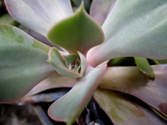 Opening to a Pearl Photography by Elyse Brandt