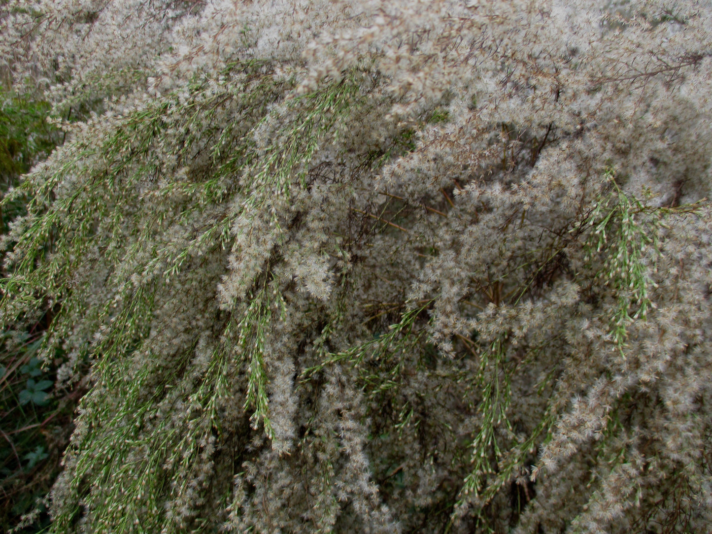 Start of Winter Photography by Elyse Brandt