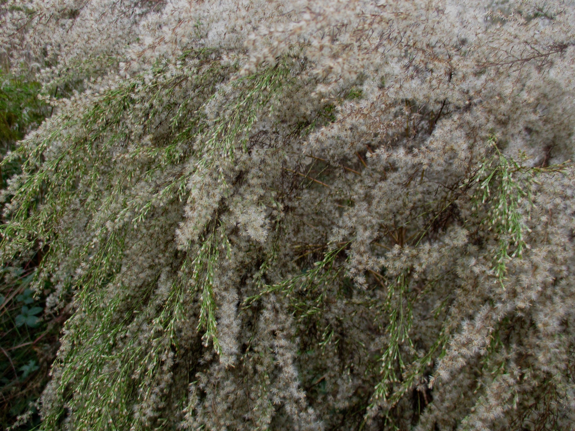 Start of Winter Photography by Elyse Brandt