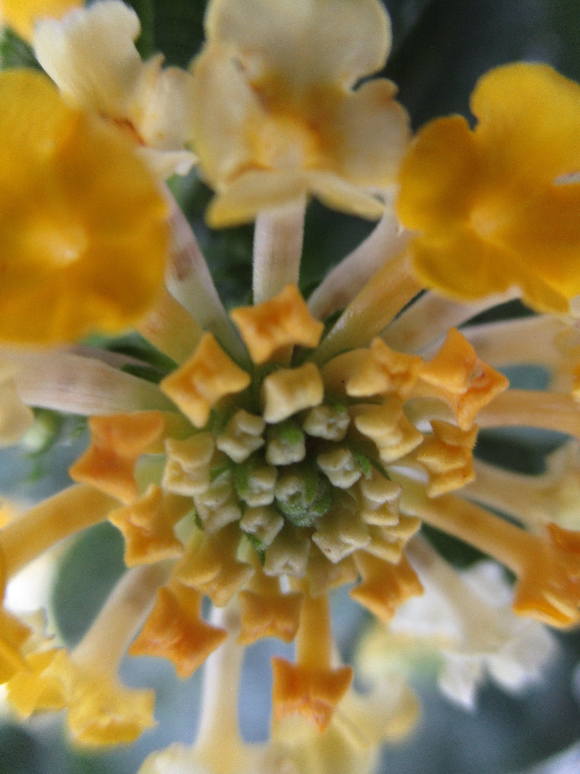 Wild Flower Photography by Elyse Brandt