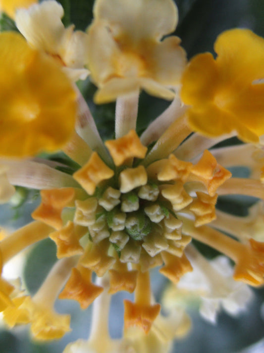 Wild Flower Photography by Elyse Brandt