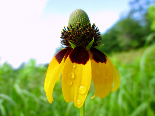 Photograph of Opening Up Into a Flower
